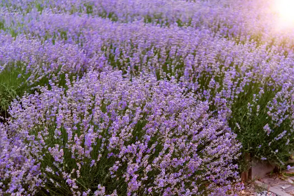Nyári Virágos Háttér Természetben Kerti Lila Levendulavirág Virágok Nyáron Jogdíjmentes Stock Fotók