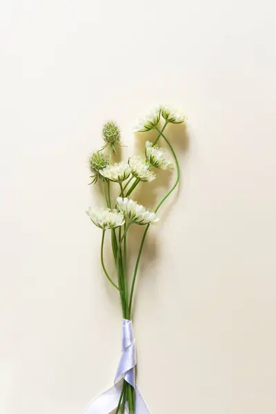 Kis Csokor Scabiosa Virágok Pasztell Bézs Háttér Egyszerű Tervezés Jogdíjmentes Stock Fotók