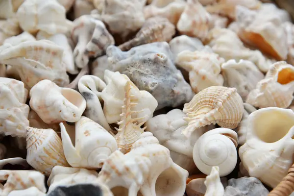 海の貝の背景 クローズアップ トップビュー ロイヤリティフリーのストック写真