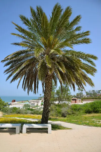 Nagy Kiterjedésű Pálmafa Padok Alatta Egy Parkban Mediterrán Stranddal Háttérben — Stock Fotó