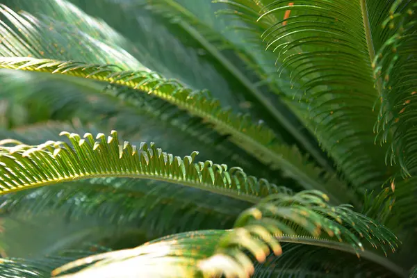 Горизонтальна Фотографія Пальмового Листа Текстури Або Фону Стокове Зображення