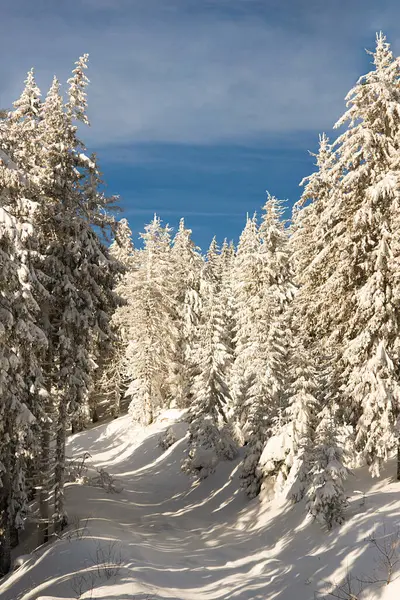 森の白い木々は雪で覆われ 雪が降り 晴れた日には天気の良い日を過ごしています 冬のクリスマスアイドル風景 ロイヤリティフリーのストック写真
