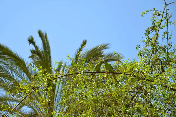 木の枝の上に立っている2つの緑色のオウムのクローズアップ 自然環境 餌を与える ロイヤリティフリーのストック写真