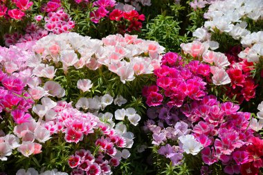 colorful godetia flowers blooming at a garden, multicolor flowers blooming in the soil close-up, azalea and clarkia clipart
