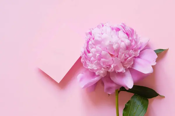 Cartão Dia Mãe Com Rosa Branco Flor Peônia Fundo Rosa Fotos De Bancos De Imagens Sem Royalties