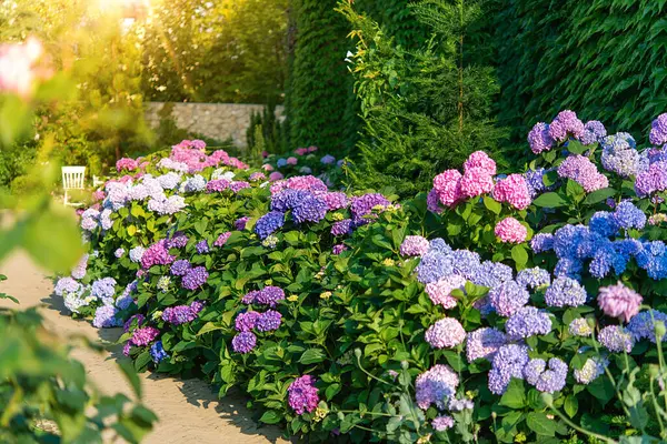 Azul Flores Hortênsia Rosa Estão Florescendo Verão Cabeças Jardim Cidade Fotos De Bancos De Imagens
