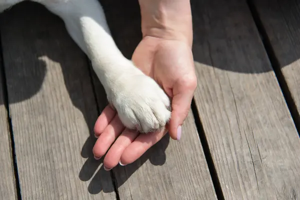 Mulher Segurando Pata Cachorro Tocando Pata Cão Mãos Humanas Casa Fotografia De Stock