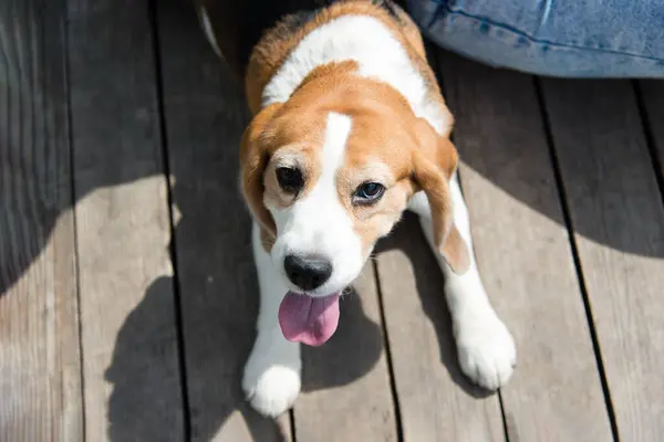 Retrato Perrito Beagle Divertido Paseo Por Parque Descansando Perro Pequeño Imagen De Stock