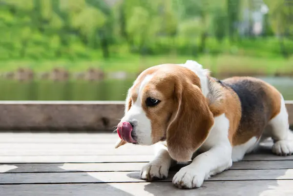 Πορτρέτο Του Αστείο Κουτάβι Beagle Στη Βόλτα Στο Πάρκο Ανάπαυση Royalty Free Εικόνες Αρχείου