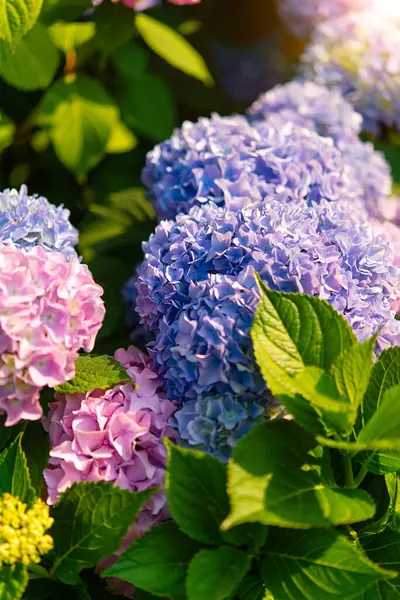 Blue Pink Hydrangea Flowers Blooming Summer Town Garden Heads Sunlight Лицензионные Стоковые Изображения
