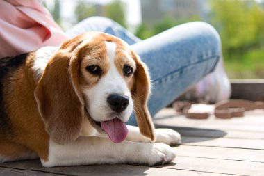 Parkta yürürken dinlenen komik av köpeği portresi. Açık havada siyah, kahverengi ve beyaz lekeli küçük bir köpek.