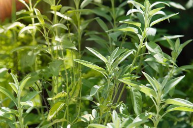 Sage bahçede bir bitkidir. Baharat. Bitkinin yeşil dokulu yaprakları.