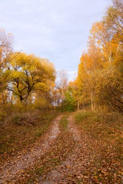 Sonbahar ormanı bulutlu bir günde, sonbahar manzarası, dikey
