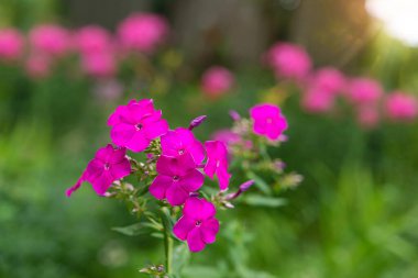 Bahçede güneş ışığı altında çiçek açan çalılar, yaz çiçekleri...