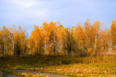 Sonbahar ormanı bulutlu bir günde, sonbahar manzarası