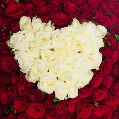 kırmızı ve beyaz güller, kalp, taze çiçeklerin kare arkaplanı