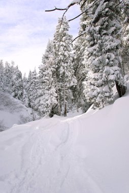 Ormandaki beyaz ağaçlar karla kaplı, kar yığınları, açık havada bulutlu bir gün. Kış Noel cennet manzarası.