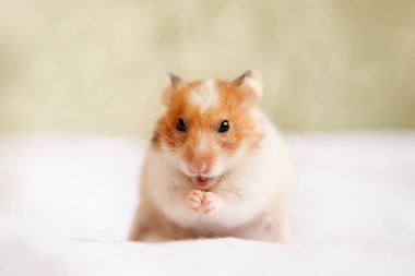 Şirin bir hamster yemek yiyor, yakın plan. Veteriner klinikleri, evcil hayvan dükkanları, hamster beslenme, fotokopi alanı için pankart düzeni