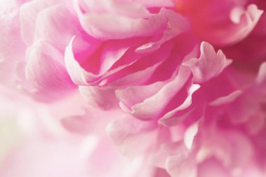 Çiçeksel sanat arka planı, düğün dekoru ve lüks marka tasarımı olarak çiçek açan pembe şakayık çiçekleri.