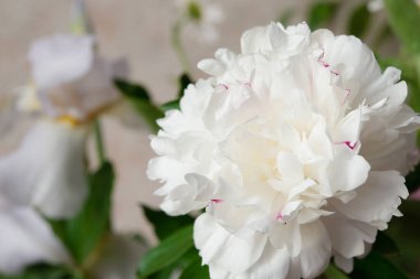 Tasarım için arka plan olarak beyaz şakayık, narin çiçek yapraklarını kapat