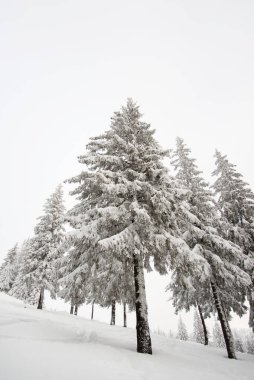 Bulutlu bir günde karla kaplı bir grup ladin ağacı, doğal ortamlarında ladin ağaçlarının kış manzarası.