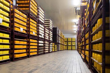 Peynir deposunda peynirli raflar. Süt ürünlerinin raflarında sıraya dizilmiş peynir. Kurutma ve peyniri askıda tutma. Süt bitkisi