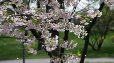 Spring tree with pink flowers. Spring border or background art with pink blossom. Beautiful nature scene with blossoming tree and sunlight.