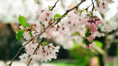 Kiraz çiçekleri, bahar güneşinde güzel beyaz çiçekler. Pembe çiçekli bahar ağacı. Bahar sınırı veya pembe çiçekli arkaplan sanatı.