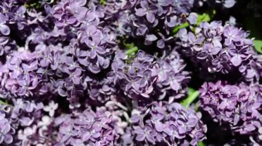  spring soft violet lilac flowers, natural seasonal floral background