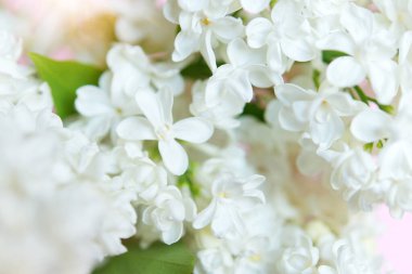 İlkbaharda açan beyaz leylak, ilkbahar, evrensel narin çiçek arkaplanı