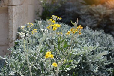 Silvery-white cilia adorn dusty miller's leaves and stems, Senecio Cineraria Silver Dust (Jacobaea maritima) plant close up in flower bed on sunny spring day clipart