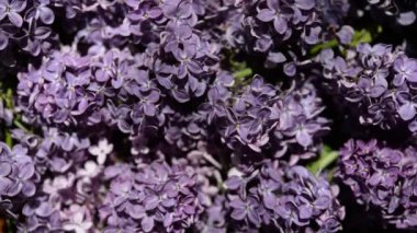 spring soft violet lilac flowers, natural seasonal floral background