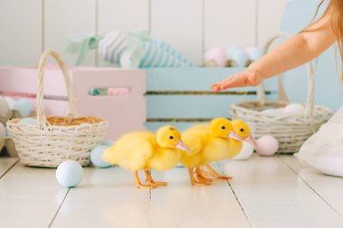 Üç küçük güzel sarı ördek yavrusu