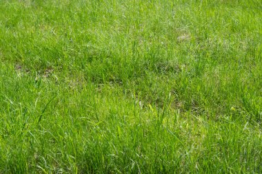 Çimen yemyeşil arka plan, çimen alan dokusu.