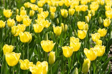 Parlak sarı laleler yemyeşil bir bahçede güneşli bir günde