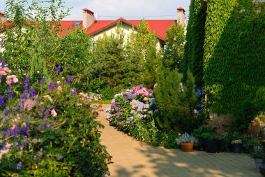 Mavi, pembe ortanca çiçekleri yazın çiçek açıyor. Kasabanın bahçesinde, güneş ışığında. Ortancaları olan güzel bir bahçe. Evin yakınındaki estetik patika..