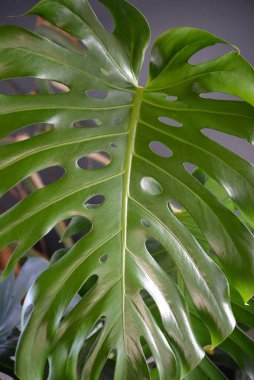 Canavarımsı yeşil bir yaprak, yemyeşil bir yaprağın yakın çekimi, belirgin şeklini ve dokusunu gözler önüne seriyor.