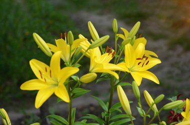 Parlak sarı zambak tomurcukları ve yemyeşil yapraklarıyla çiçek açar.