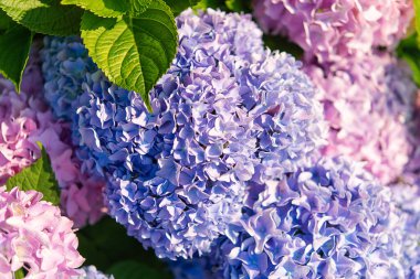 Bahçeye yakın plan mavi pembe ortanca. Estetik çiçek arkaplanı