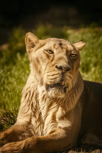 Close Portrait Lioness Panthera Leo — Stock Photo, Image