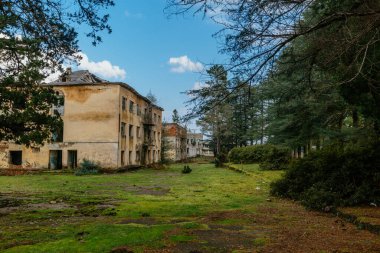 Overgrown by plants abandoned ruined houses at ghost-town. Green post-apocalypse concept.