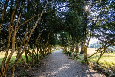 Trees in form of arched green pathway in the park.