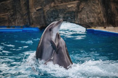 Couple of dolphins dancing in blue water.