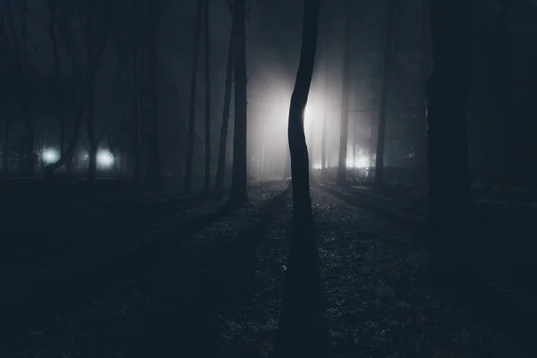 Parc Municipal Nuit Dans Brouillard — Photo