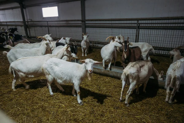 Domestic White Goats Dairy Farm — Stock Photo, Image