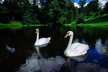 Parktaki gölde güzel kuğular.