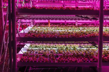 Yapay LED ışığıyla modern sera iç mimarisi.