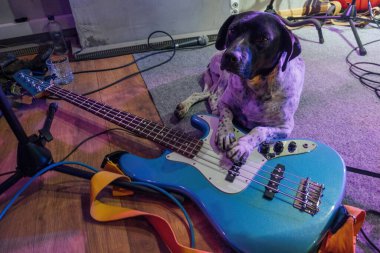 Elektro rock gitarlı köpek..