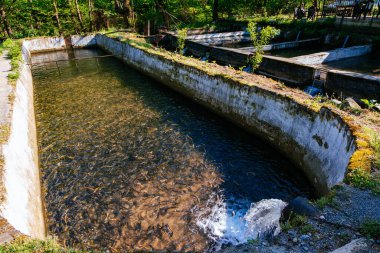 Balık çiftliğindeki havuzlarda alabalık üretimi