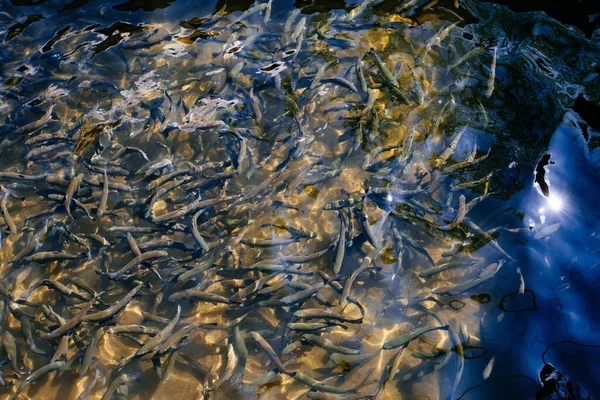 Trout fishes in fish farm